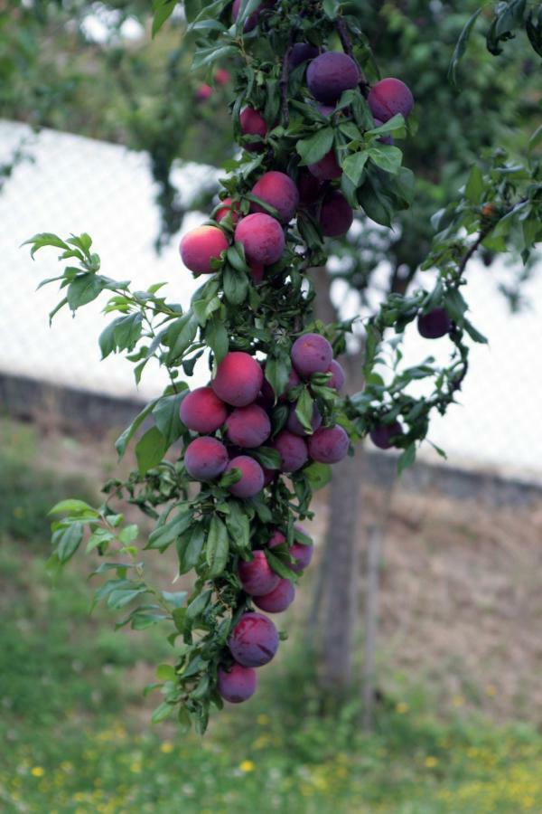 Quinta Das Ameixas - Country & Nature Арока Экстерьер фото